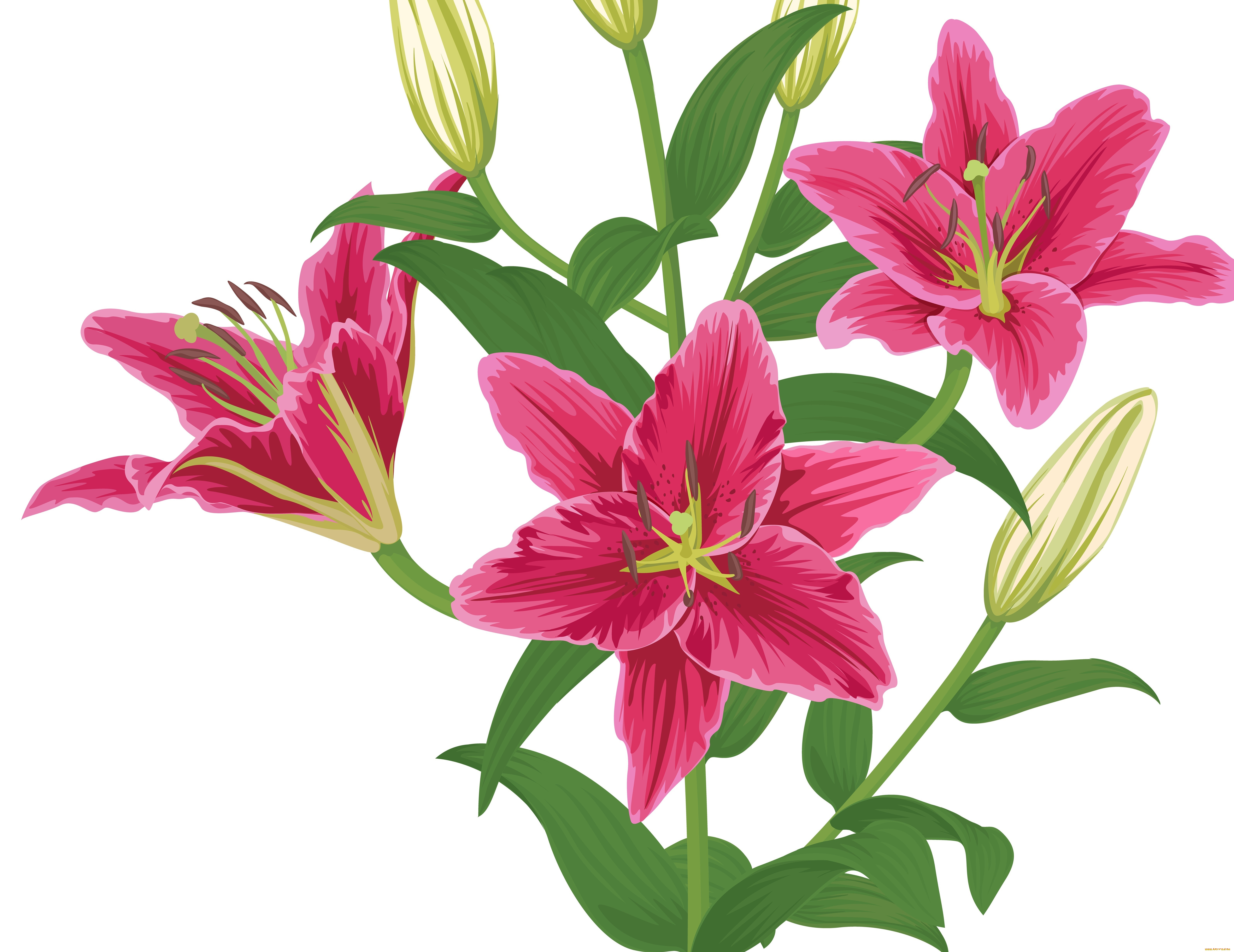  ,  , flowers, , 